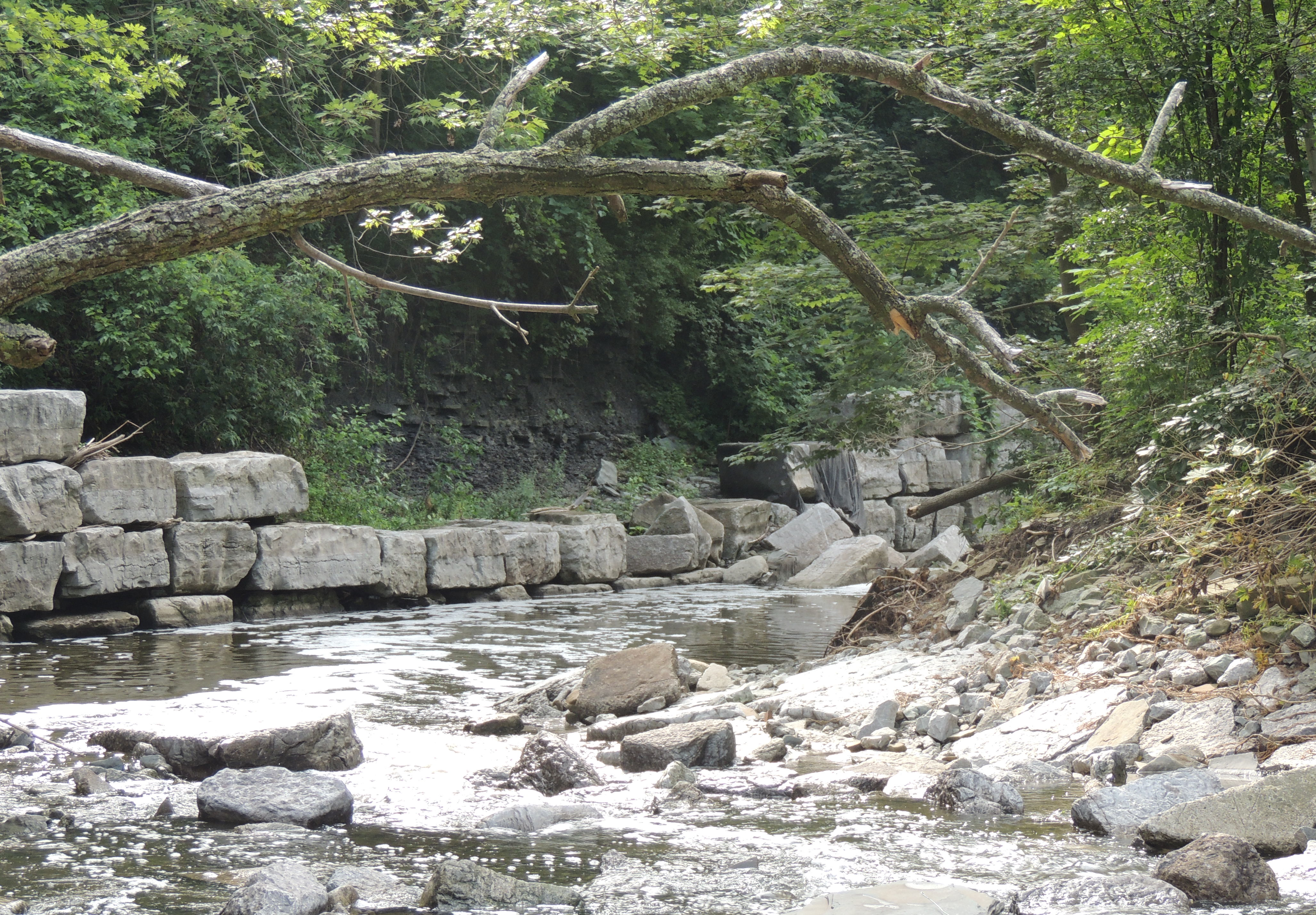 Fallen armourstones expose stream bank erosion behind them